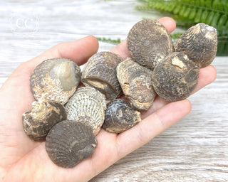 Chalcedony Oyster Shell Fossil