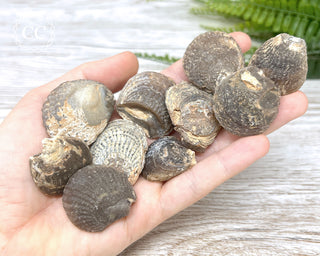 Chalcedony Oyster Shell Fossil