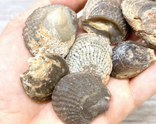 Chalcedony Oyster Shell Fossil