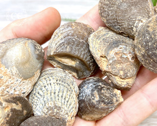 Chalcedony Oyster Shell Fossil
