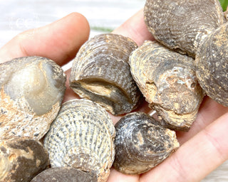 Chalcedony Oyster Shell Fossil