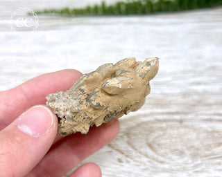 Cheval de Frise Quartz - Namibia #2