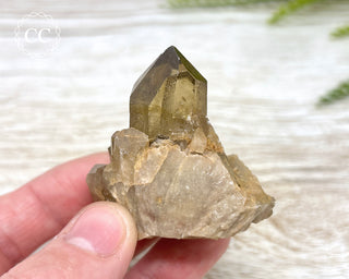 Congo Citrine #7