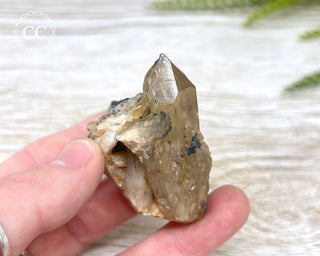 Congo Citrine #11