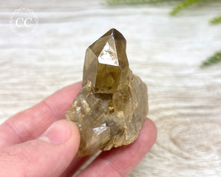 Congo Citrine #7