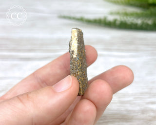 Crinoid Stem 'Fairy Coins' on Limestone #9
