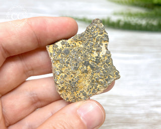 Crinoid Stem 'Fairy Coins' on Limestone #7