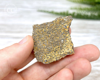 Crinoid Stem 'Fairy Coins' on Limestone #7