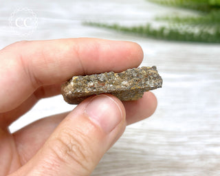 Crinoid Stem 'Fairy Coins' on Limestone #7