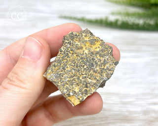 Crinoid Stem 'Fairy Coins' on Limestone #8