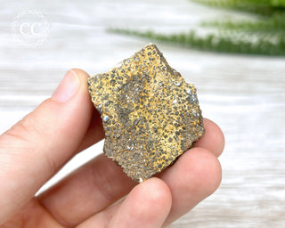Crinoid Stem 'Fairy Coins' on Limestone #8