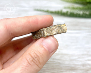 Crinoid Stem 'Fairy Coins' on Limestone #8