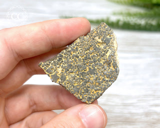 Crinoid Stem 'Fairy Coins' on Limestone #9