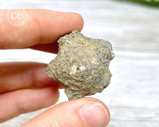 Crinoid Calyx - Clitheroe #1