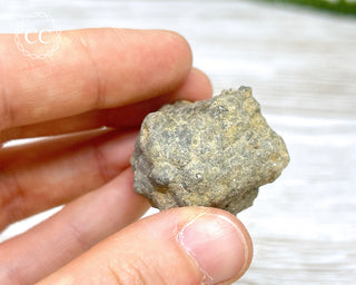 Crinoid Calyx - Clitheroe #2