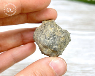 Crinoid Calyx - Clitheroe #2