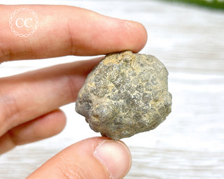 Crinoid Calyx - Clitheroe #2