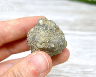 Crinoid Calyx - Clitheroe #1