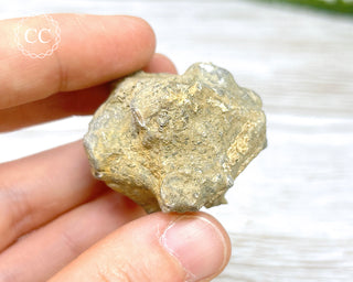 Crinoid Calyx - Clitheroe #4