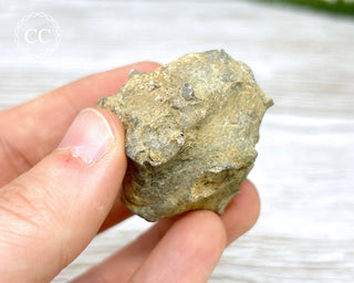 Crinoid Calyx - Clitheroe #4