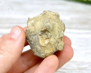 Crinoid Calyx - Clitheroe #4