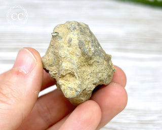 Crinoid Calyx - Clitheroe #4