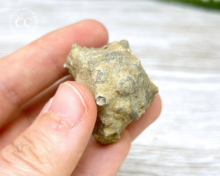 Crinoid Calyx - Clitheroe #4