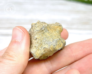 Crinoid Calyx - Clitheroe #4