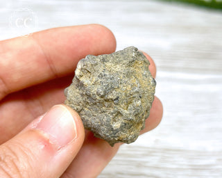 Crinoid Calyx - Clitheroe #1