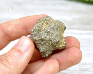 Crinoid Calyx - Clitheroe #1