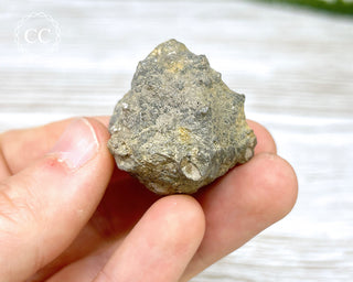 Crinoid Calyx - Clitheroe #1