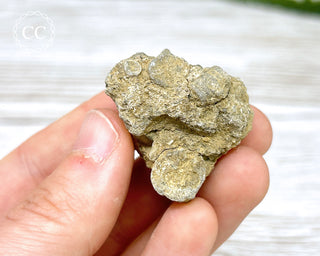 Crinoid Calyx - Clitheroe #10