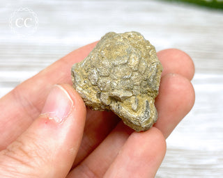 Crinoid Calyx - Clitheroe #10