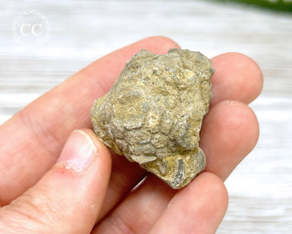 Crinoid Calyx - Clitheroe #10