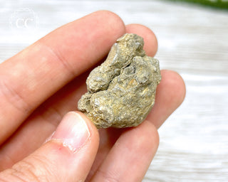 Crinoid Calyx - Clitheroe #10