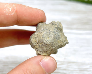 Crinoid Calyx - Clitheroe #2