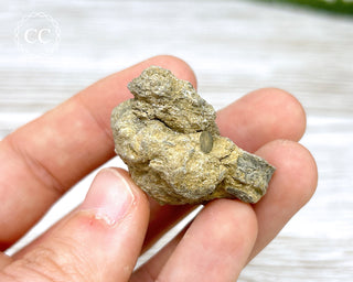 Crinoid Calyx - Clitheroe #10