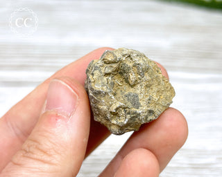 Crinoid Calyx - Clitheroe #11