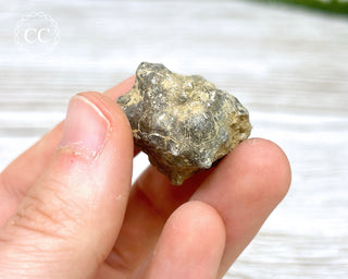 Crinoid Calyx - Clitheroe #11