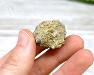 Crinoid Calyx - Clitheroe #11