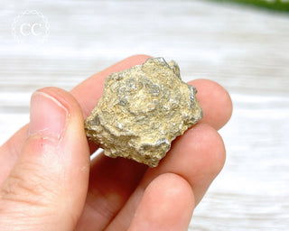 Crinoid Calyx - Clitheroe #11