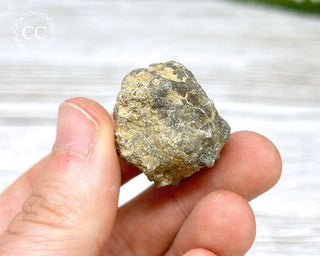 Crinoid Calyx - Clitheroe #11