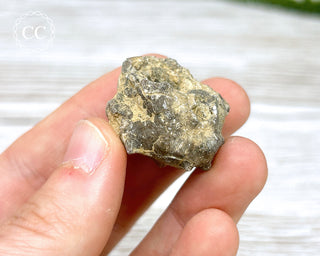 Crinoid Calyx - Clitheroe #11