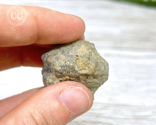 Crinoid Calyx - Clitheroe #2