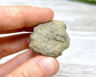 Crinoid Calyx - Clitheroe #2