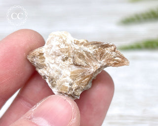 Daisy Bed Gypsum #4