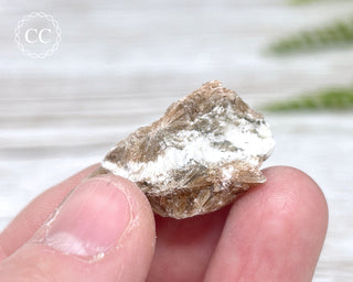Daisy Bed Gypsum #5