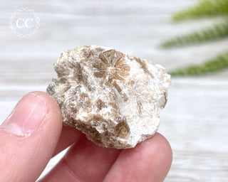 Daisy Bed Gypsum #1