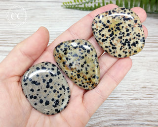 Dalmatian Stone Palm Stone