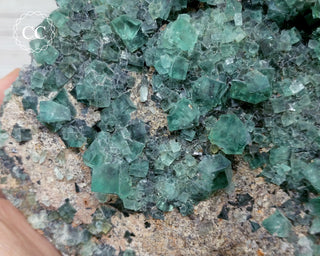 Diana Maria Fluorite #2